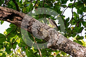 Roadside Hawk (Buteo magnirostris