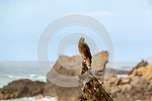 Roadside Hawk (Buteo magnirostris