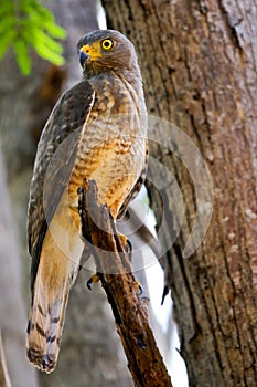 Roadside Hawk Buteo Magnirostris perched in a tree.
