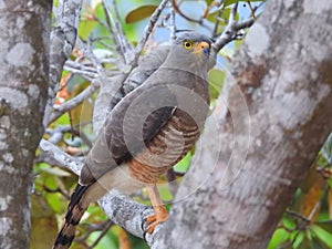 Roadside hawk in Costa Rica