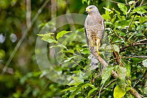 Roadside Hawk in the Jungle