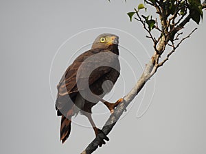 Roadside Hawk in the jungle in Cost Rica