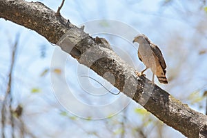 Roadside Hawk in Nicoya peninsula