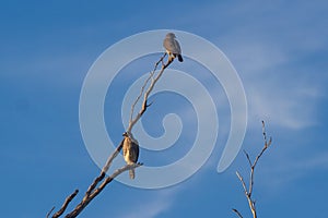 The Roadside Hawk is one of the most widespread raptors in the Americas