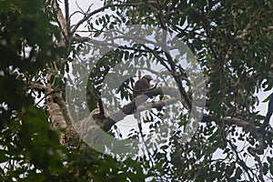 The Roadside Hawk is one of the most widespread raptors in the Americas