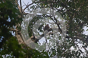 The Roadside Hawk is one of the most widespread raptors in the Americas