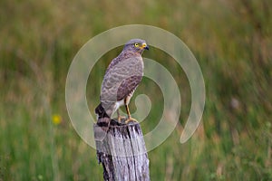 The Roadside Hawk is one of the most widespread raptors in the Americas photo