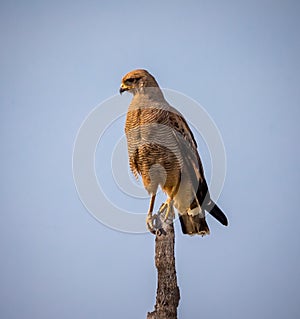 Roadside hawk on perch on spring morning in South America