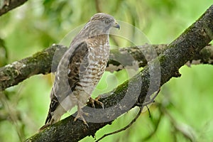 Roadside Hawk portrait in Costa Rica