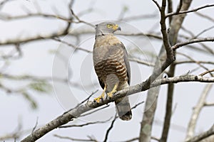 Roadside Hawk (Rupornis magnirostris