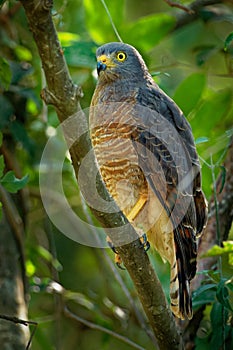 Roadside Hawk - Rupornis magnirostris relatively small bird of prey found in the Americas. This vocal species is often the most