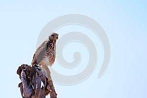 Roadside Hawk, Rupornis Magnirostris, white sky, sitting on a branch in Pantanal, Nobres, Mato Grosso, Brazil