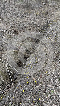 Roadside invasive vegetation - Gosmani Mountains Natura 2000 - European Mixed Forest - Vernal vegetation - Spring - Vernal pool