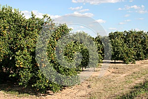 Roadside Orange Grove