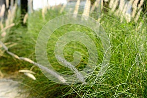 Roadside papyrus flowers grass