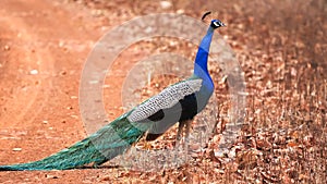 Roadside peacock at tadoba tiger reserve in india
