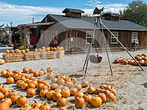 Roadside produce stand and pumpkin patch