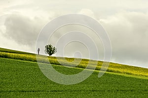 Roadside shrine and lone tree near blossoming rapeseed field in