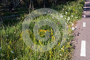 Roadside summer flowers close up photo