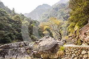 A roadside tree