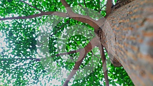 Roadside tree trunk texture from below