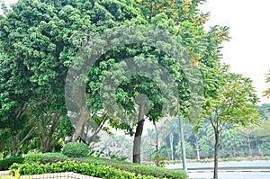 The roadside trees