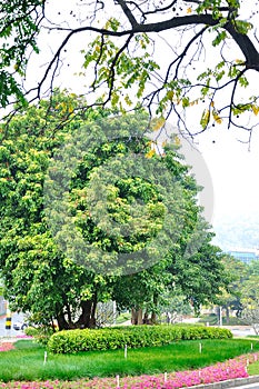 The roadside trees