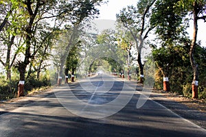 Roadside trees in India