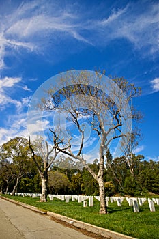 Roadside Trees in Memorial Cemetery