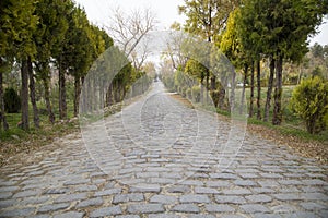 Roadside trees in stony