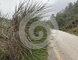 Roadside vegetation