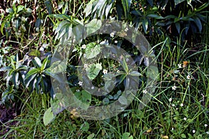 Roadside Vegetation near Cusco    829831