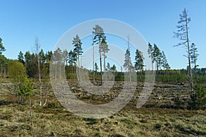 Roadside View of Deforested Land Under a Clear Blue Sky in Midday Sunlight