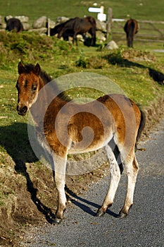 Roadside Wild Baby Horse, Dartmoor.