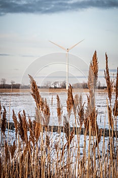 Phragmites communis photo