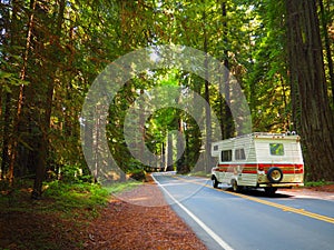 Roadtrip through Redwood Forest photo