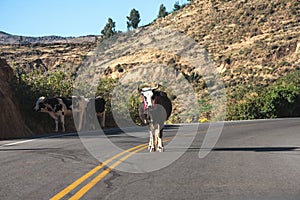 Roadway with cattle in the Highlands