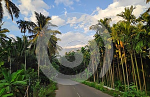 Roadway between Coconut trees