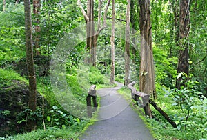 Roadway entrance to forest