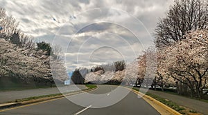 Roadway Flanked with Blooming Cherry Trees