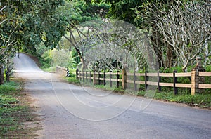 Roadway natural with tree at countryside