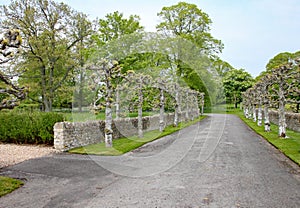 Roadway with a row of pollarded trees in front of a dry stone wall