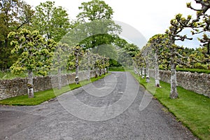 Roadway with a row of pollarded trees in front of a dry stone wall at an English country house