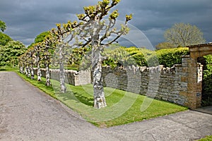 Roadway with a row of pollarded trees in front of a dry stone wall at an English country house