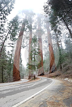 Roadway through Sequoia National Park, California