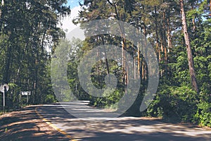 Roadway turn with traffic signs through the pine wood