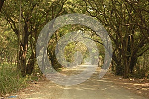 Roadways in the dense forest of Aarey Colony