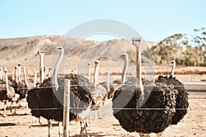 Roaming around the ostrich farm. Still life shot of a flock of ostriches on a farm.