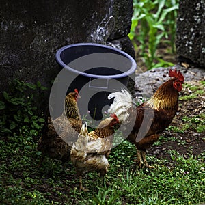 Roaming chickens in a farmyard give substance to biologically responsible eggs in an animal-friendly way