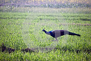 Roaming Indian peacock; peafowl in the wheat farms